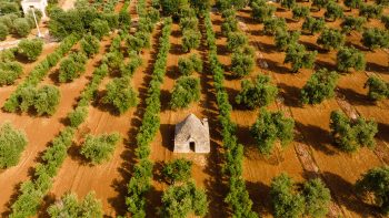 Masseria Melograno